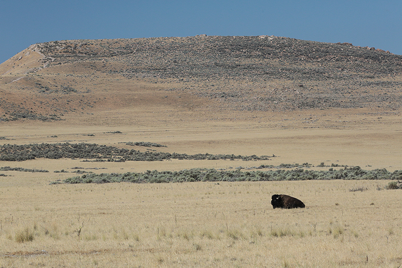 Bison : Antelope Island : Utah : Landscape Photos : Richard Moore : Photographer